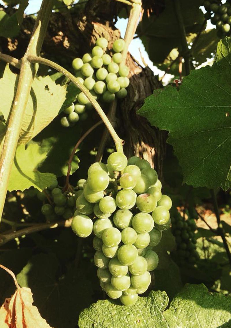 close up view of green grapes on the vine