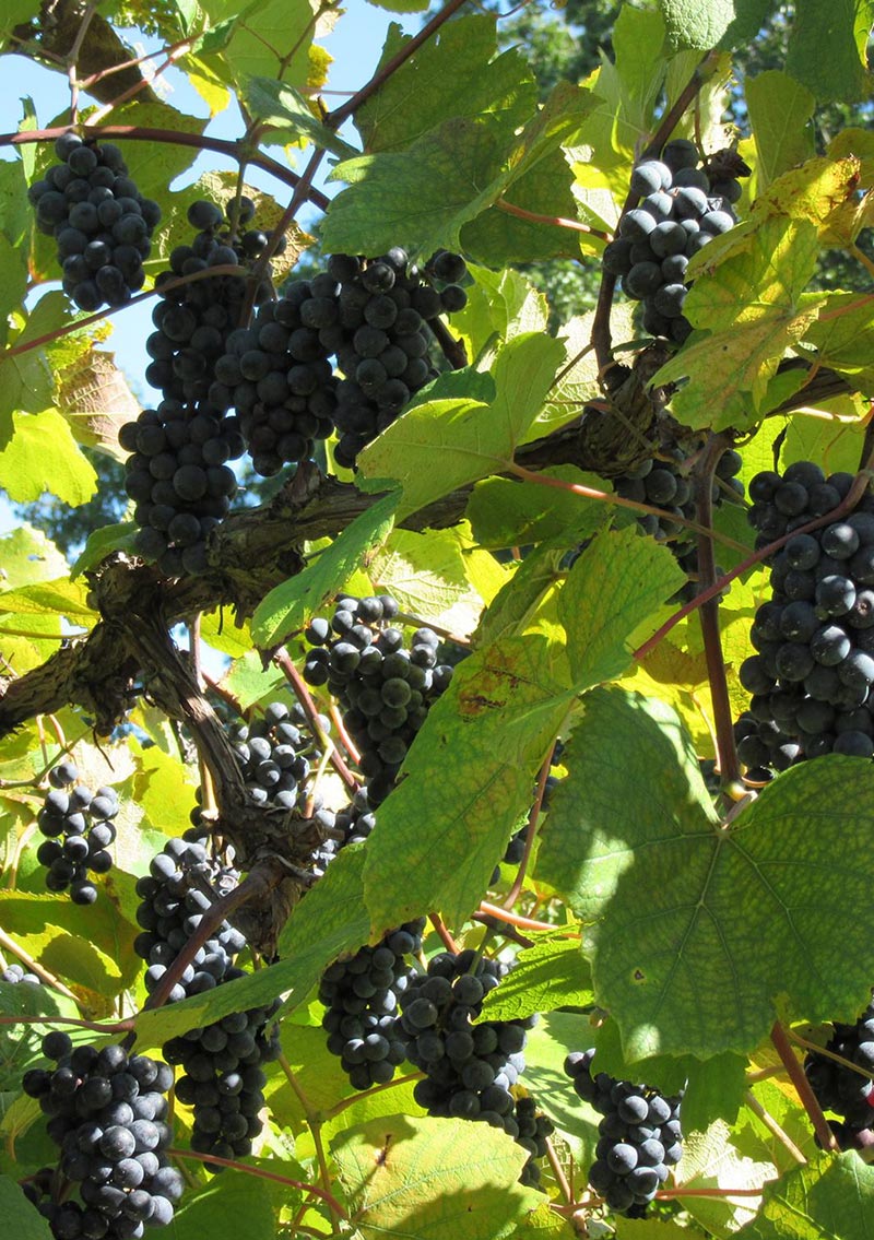 close up shot of red grapes on the vine