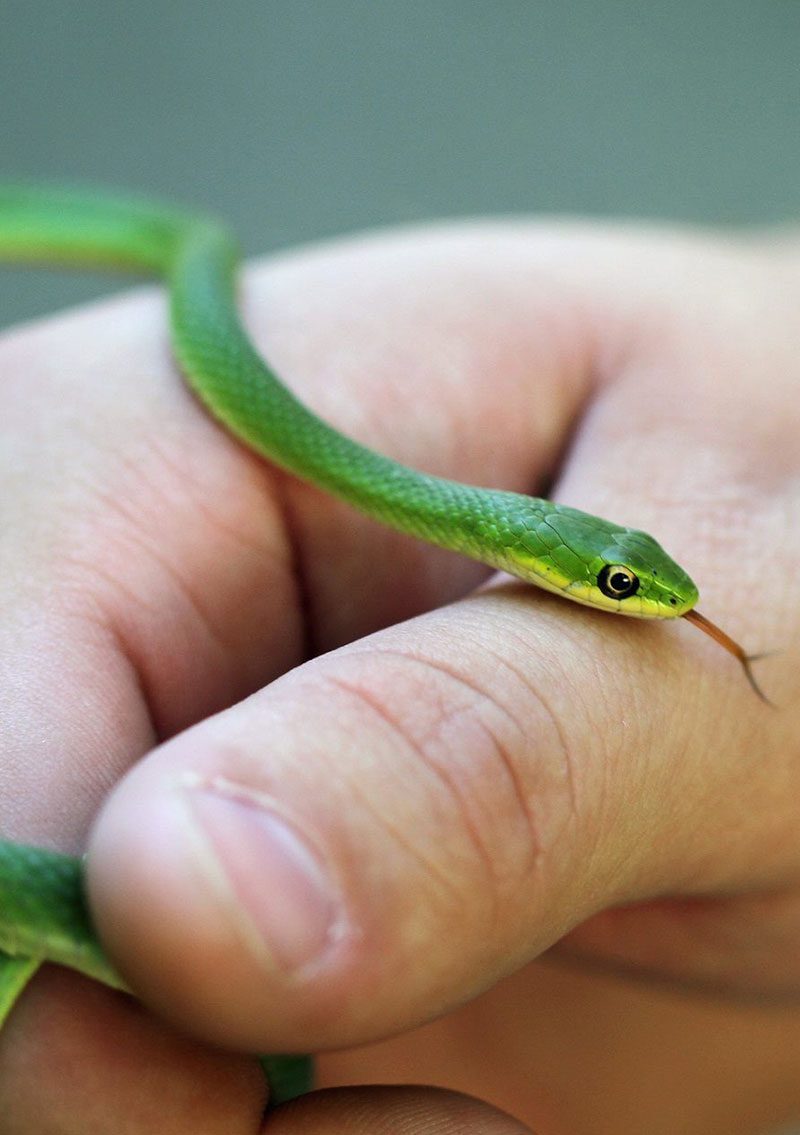 small green snake in hand