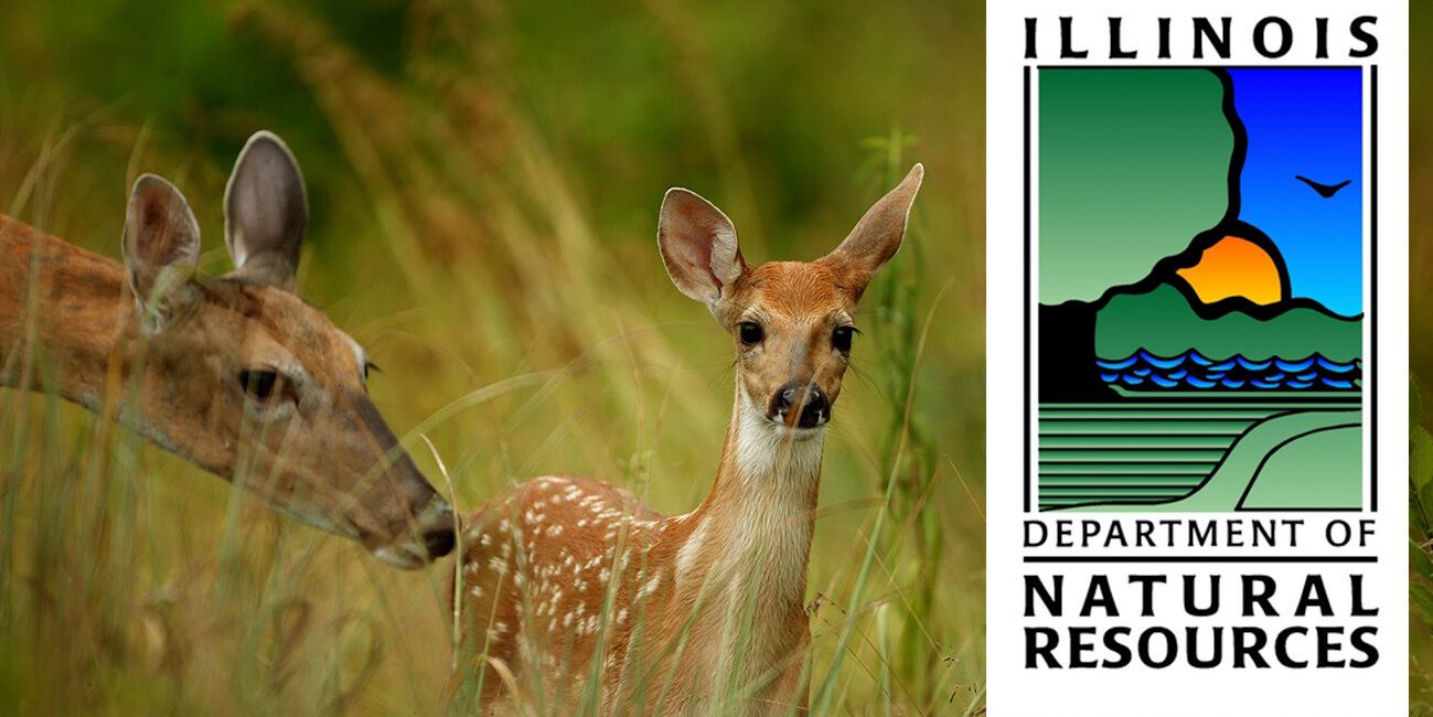 Mom and baby deer with Illinois Department of Natural Resource Logo