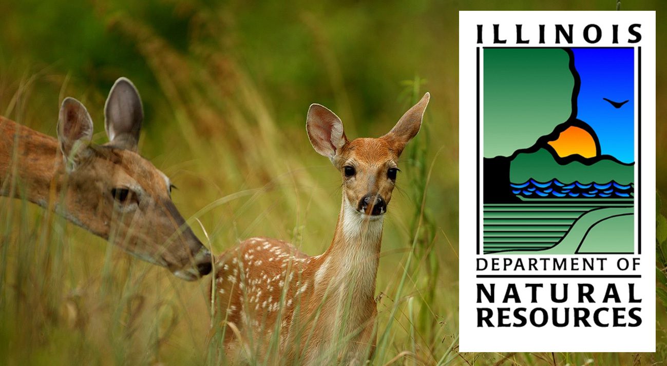Mom and baby deer with Illinois Department of Natural Resource Logo