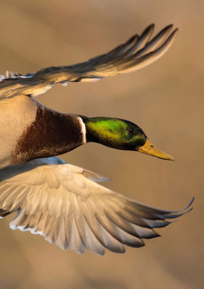 close up of mallard duck with extended wings