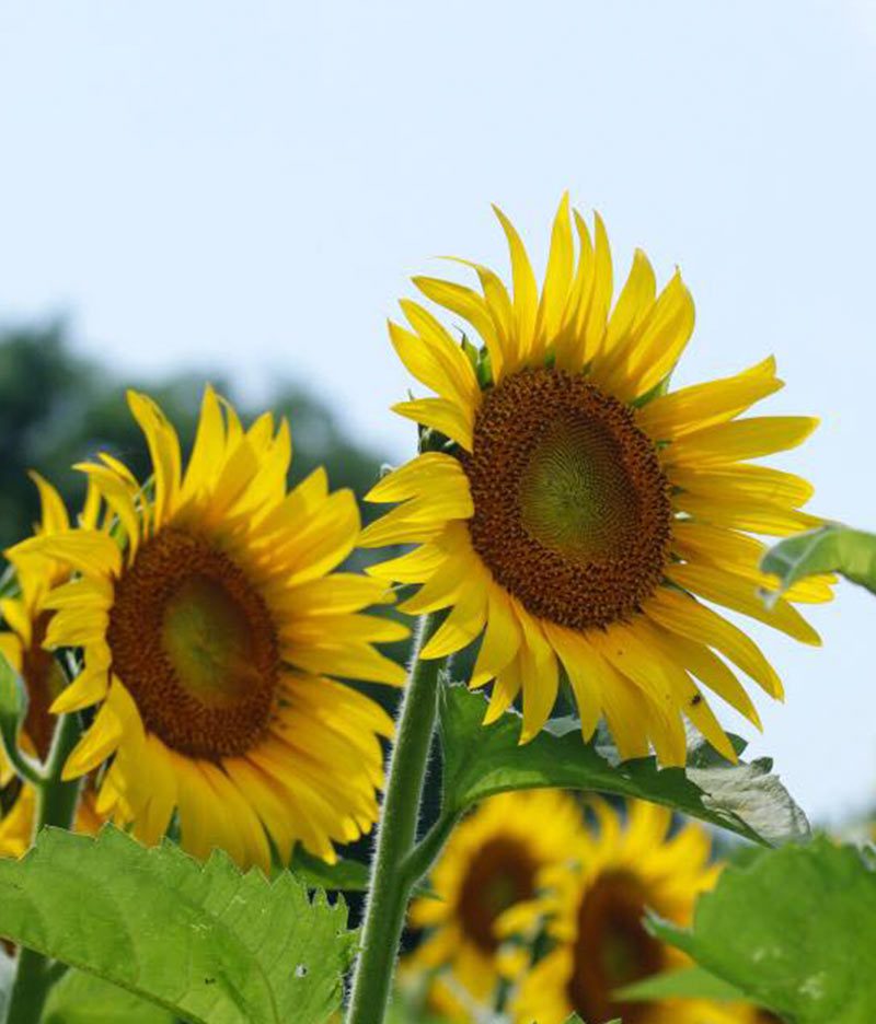 close up of sunflowers facing the sun