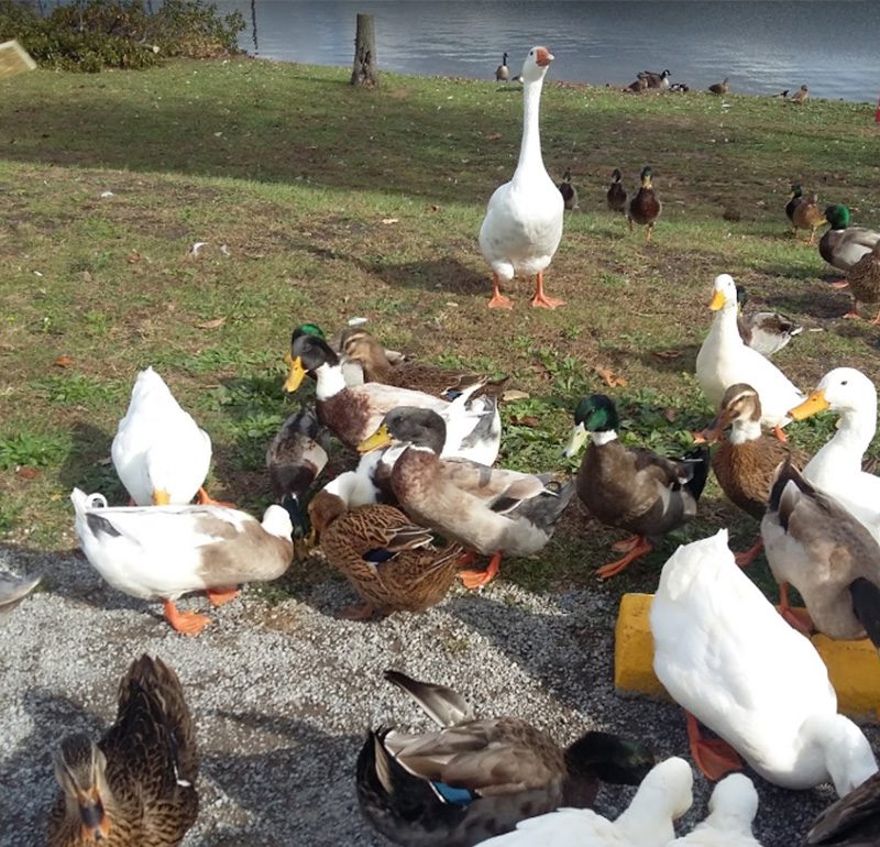A group of ducks close up at Arrowhead Lake Campground
