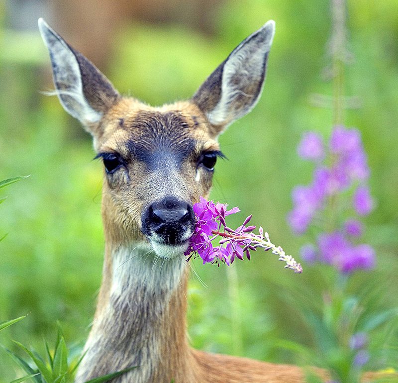 Wildlife Deer eating purple flowers