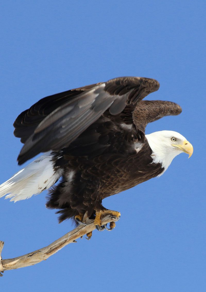 US Wildlife Bald Eagle