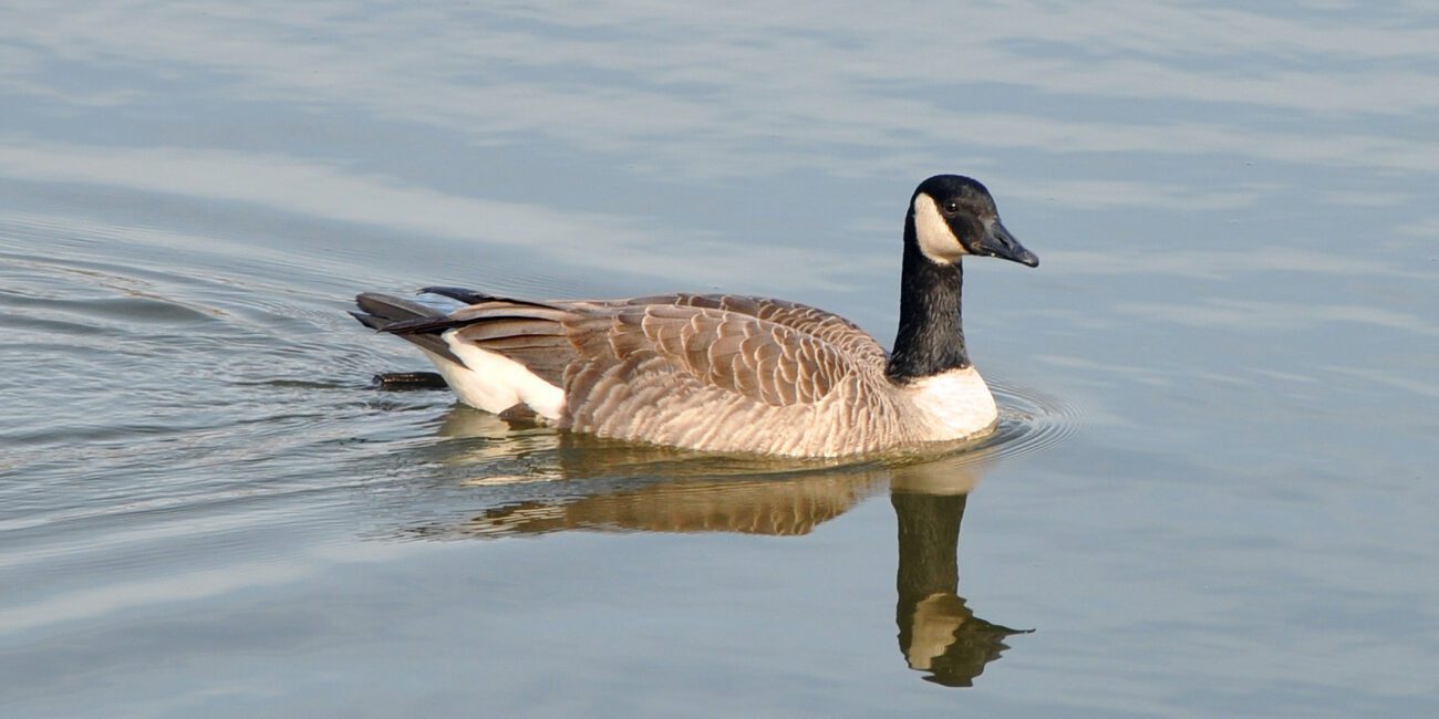 canada-goose-hunting-williamson-county-illinois