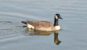canada-goose-hunting-williamson-county-illinois