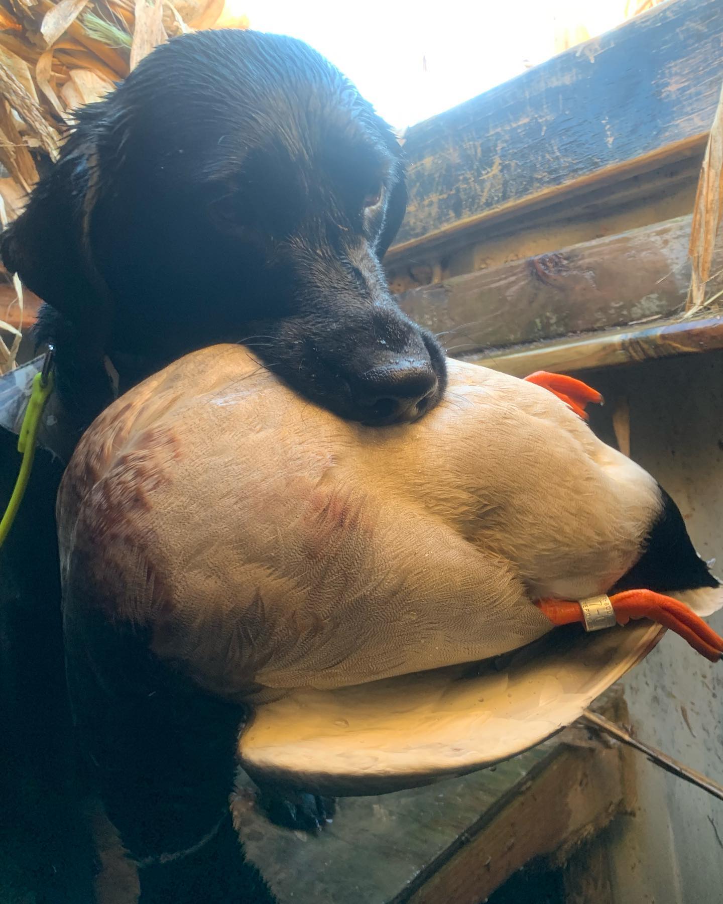 green-acres-hunting-club-dog-goose-marion-illinois