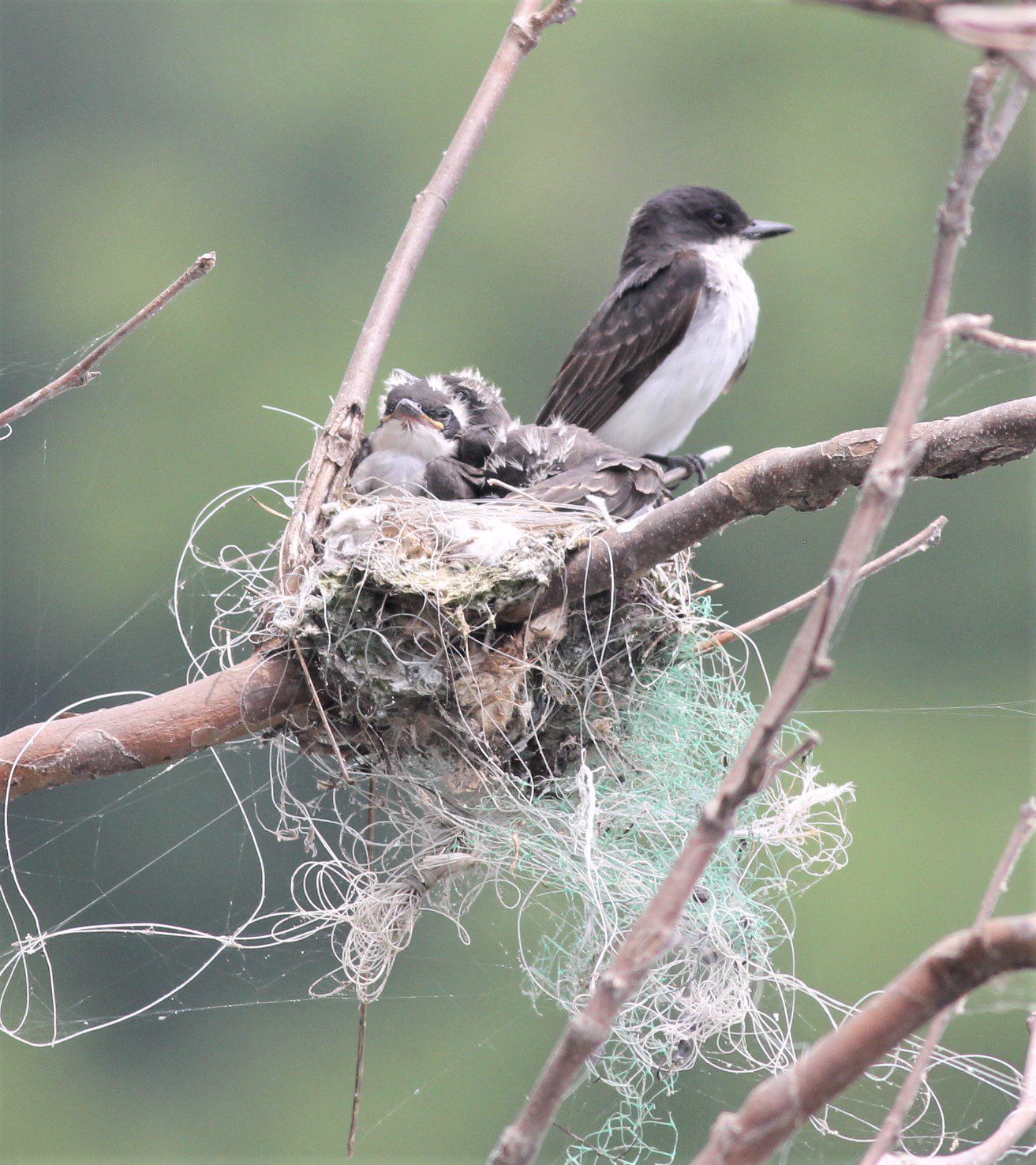 les-winkelers-wings-wildlife-kingsbird-nest-crab-orchard-national-wildlife-refuge-illinois