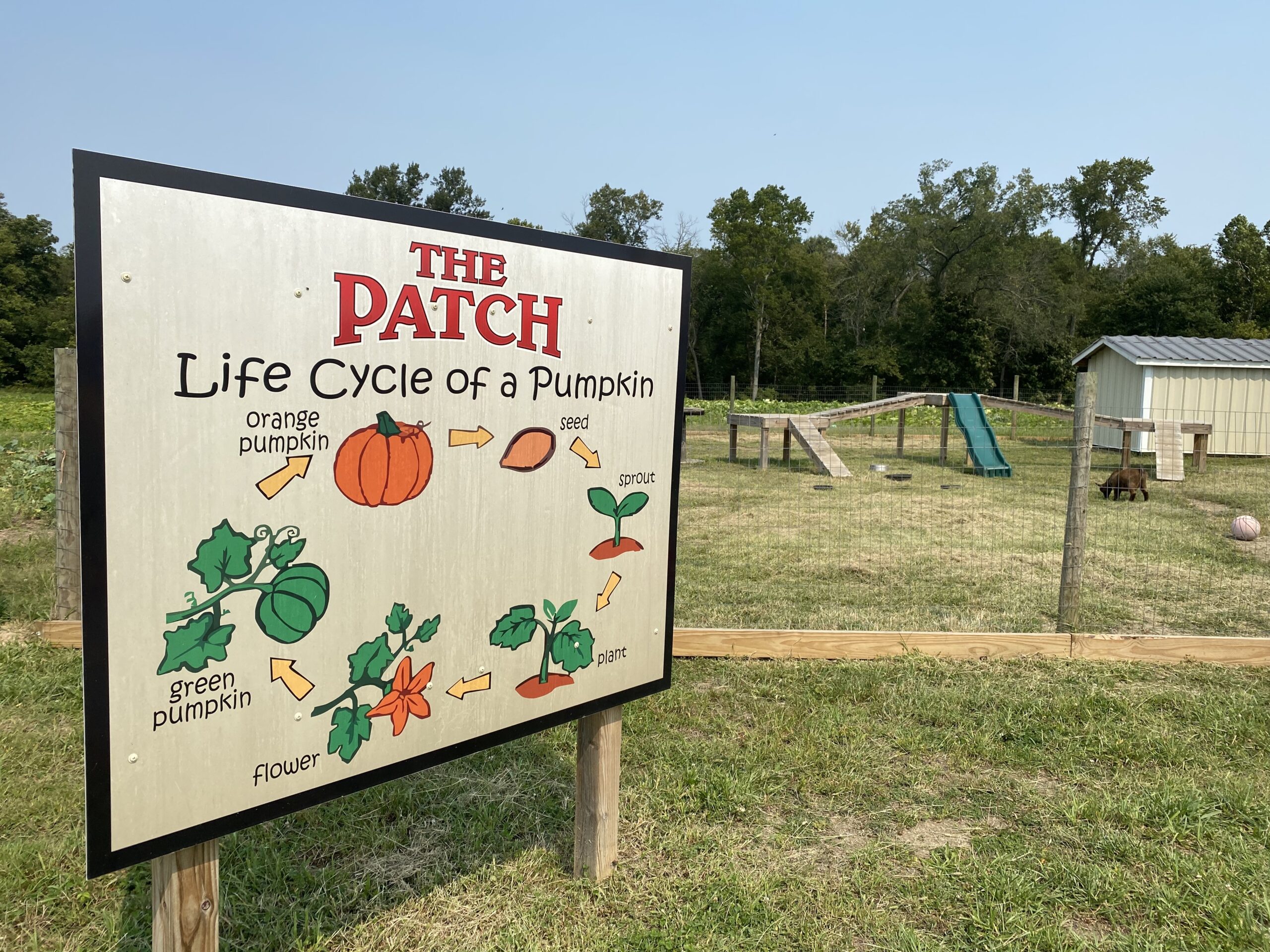 the-patch-pumpkins-pittsburg-illinois