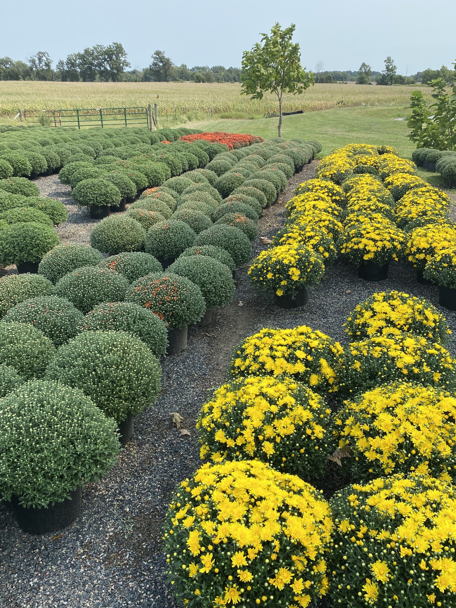 the-patch-mums-pittsburg-illinois