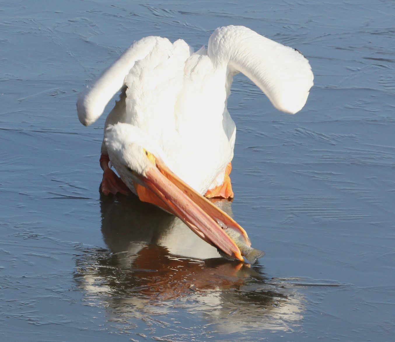 les-winkelers-wings-wildlife-eastern-white-pelican-crab-orchard-national-wildlife-refuge-illinois