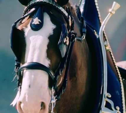busweiser-clydesdales-one-horse-show-carterville-marion-illinois