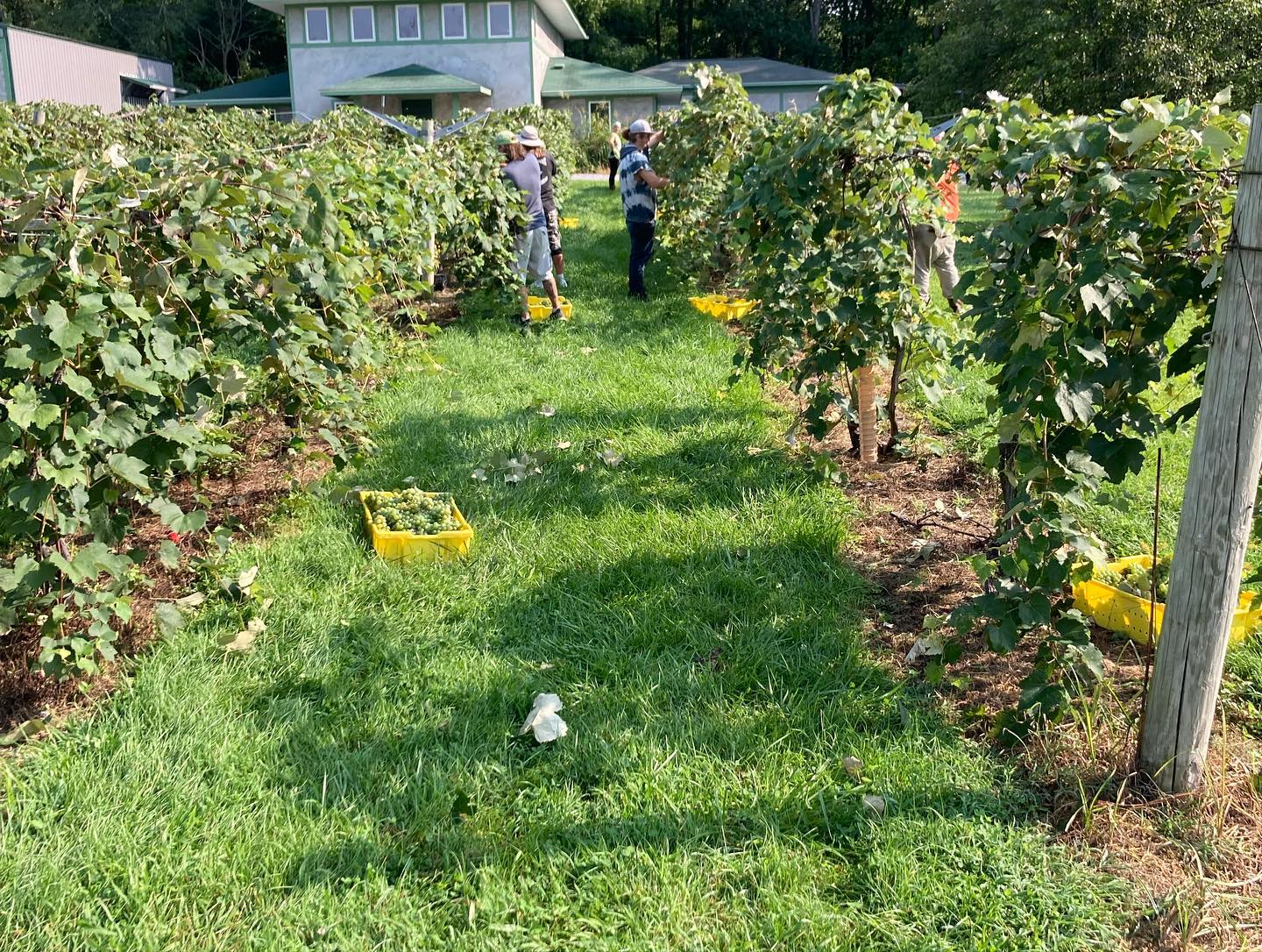 wichmann-vineyard-harvest-grapes-cobden-illinois
