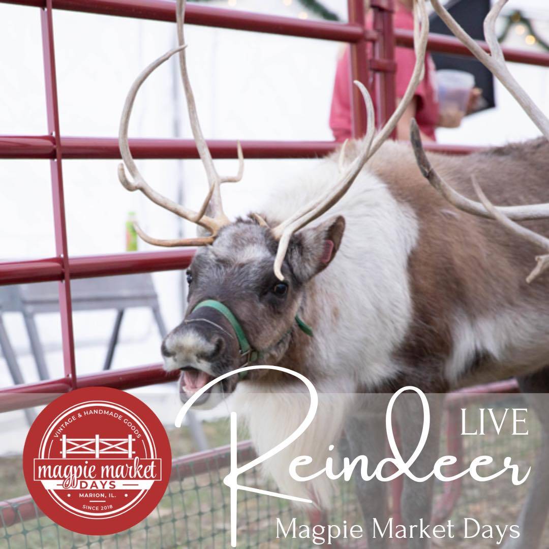 live-reindeer-magpie-market